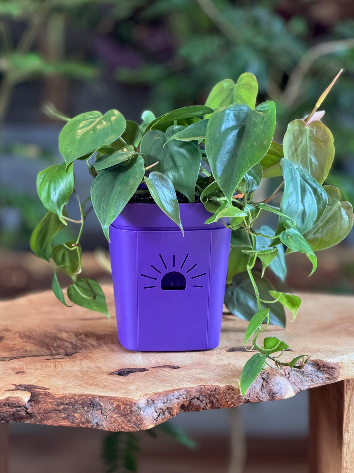 5" Lavender Haze Planter