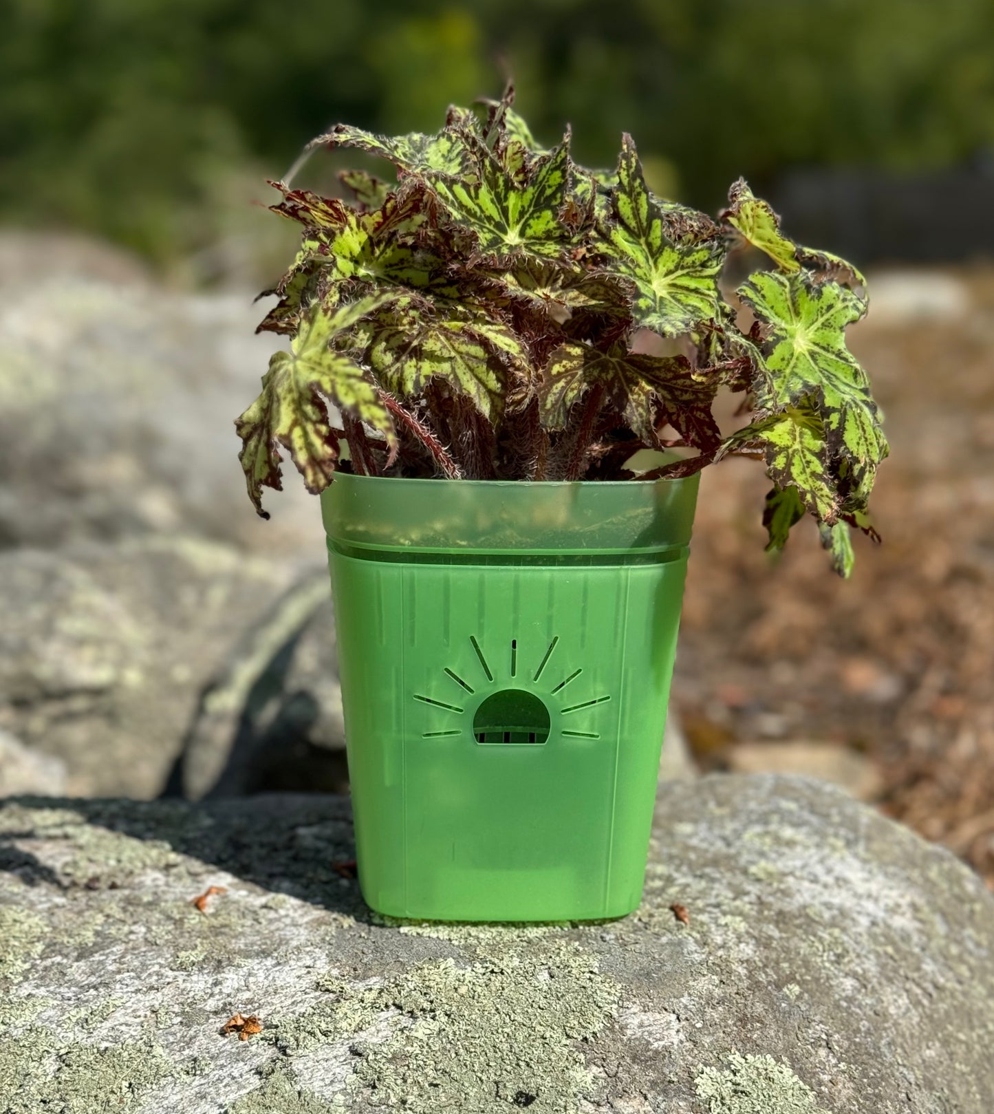 8-Inch "Breathing" Planter