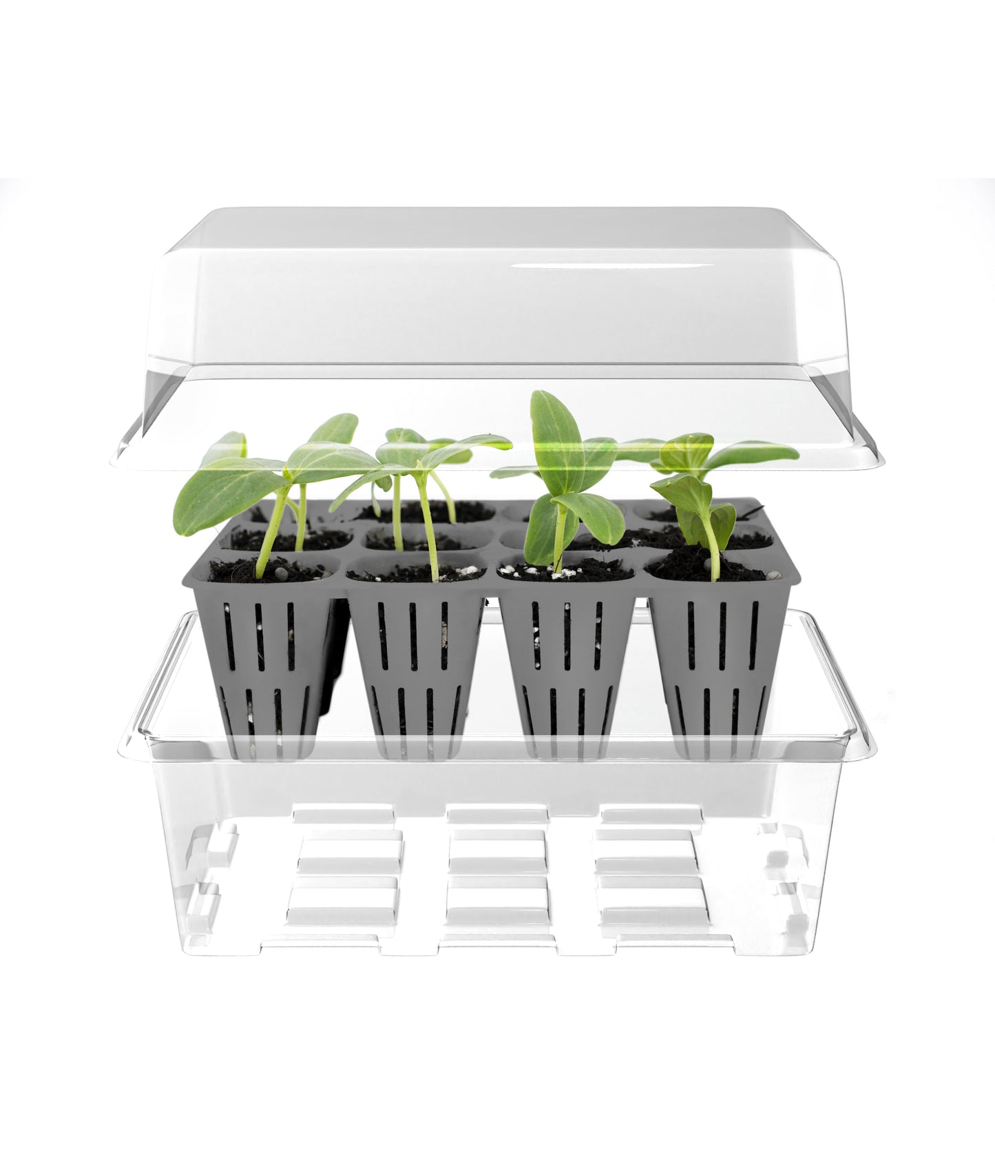 12-Cell Seed Starter w/ Clear Tray + Cover
