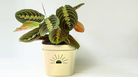 Maranta