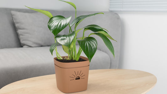 Philodendron