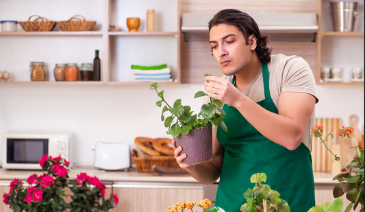 Routine Houseplant Inspection