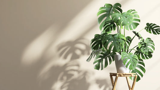 Indoor Plant Lighting