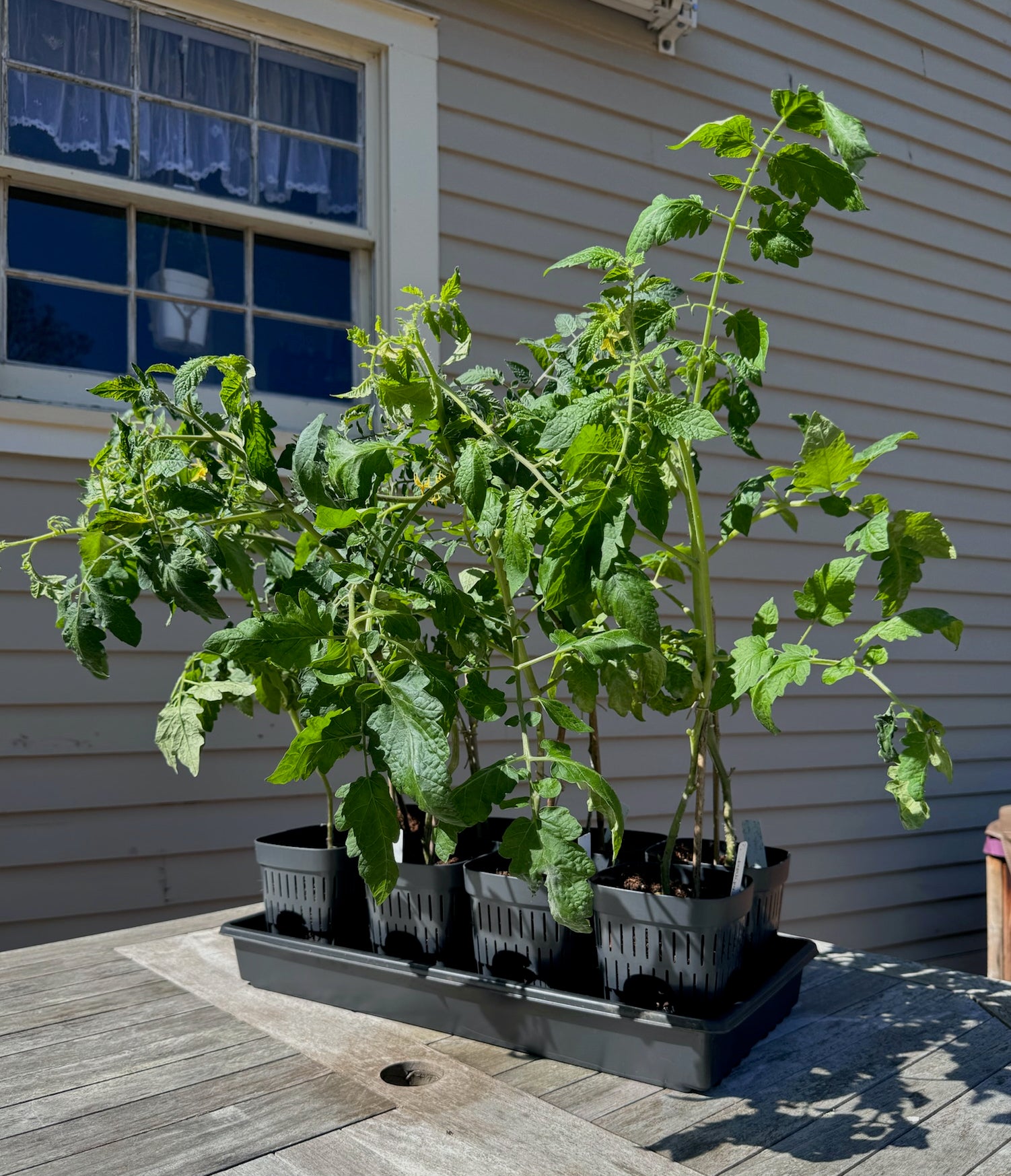 5-Inch Root-Pruning Garden Pots featured image