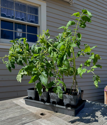 5-Inch Root-Pruning Garden Pots