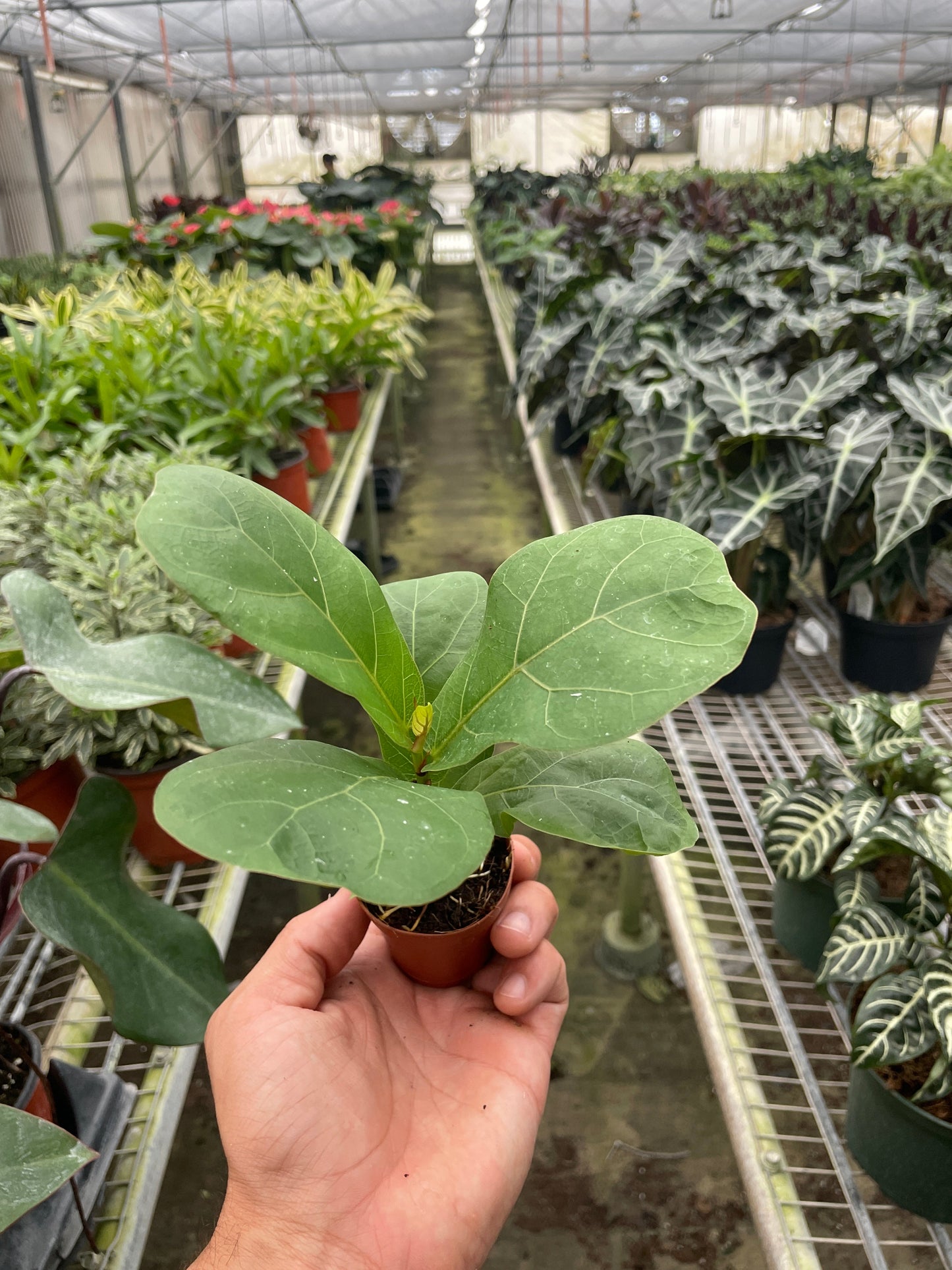 Ficus Lyrata 'Fiddle Leaf Fig'