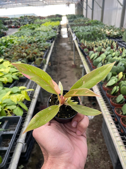 Philodendron Ring of Fire Variegated