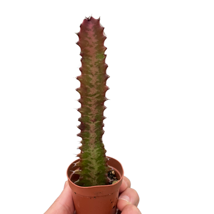 Succulent Euphorbia 'Trigona Rubra'