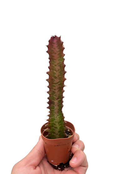 Succulent Euphorbia 'Trigona Rubra'