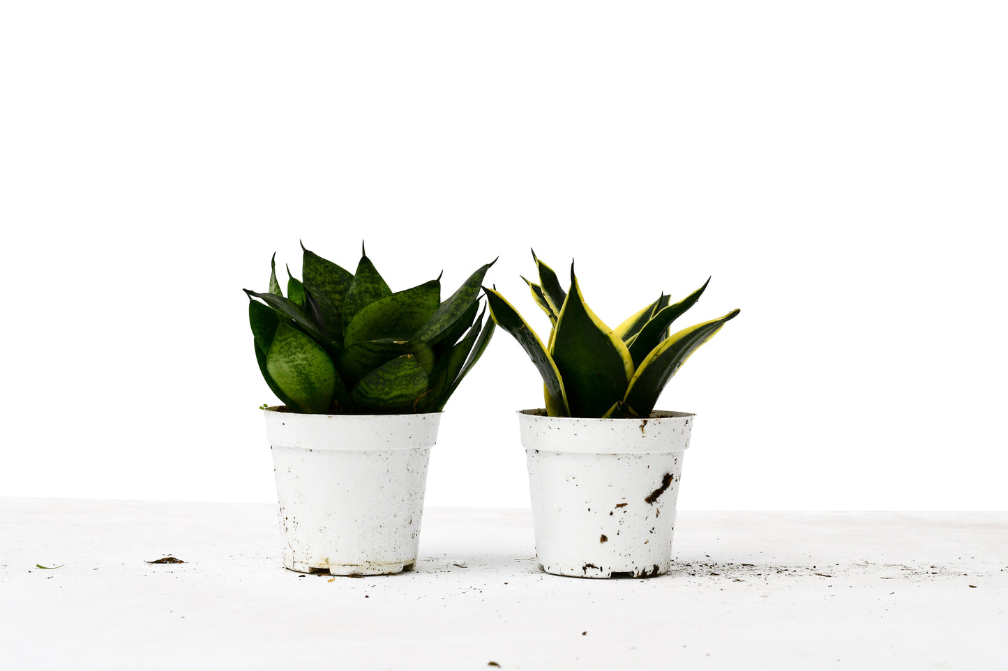 Snake Plant Variety Packs - 4" Pot