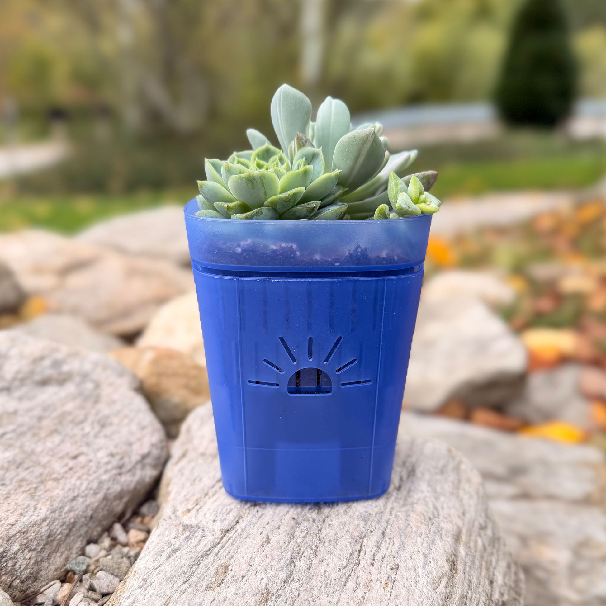 [SKU:3-1PK-Blue,3-4PK-Blue,3-6PK-Blue,3-8PK-Blue,3-12PK-Blue,3-18PK-Blue,SAMPLER-1PK-Blue,PSK-1PK-PLUS-Blue,PSK-2PK-PLUS-Blue,PSK-1PK-Blue,PSK-2PK-Blue]