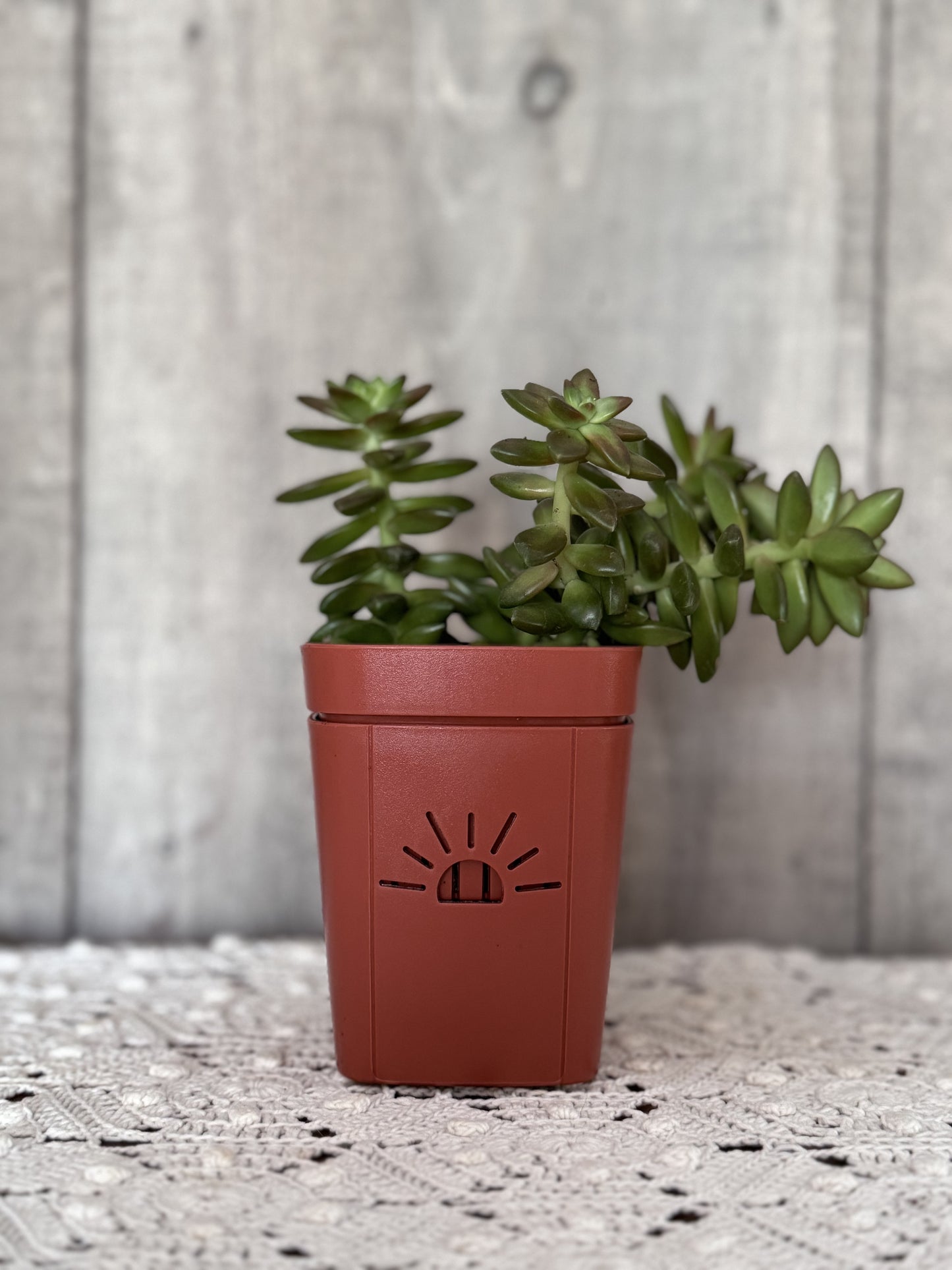 3-Inch "Breathing" Planter