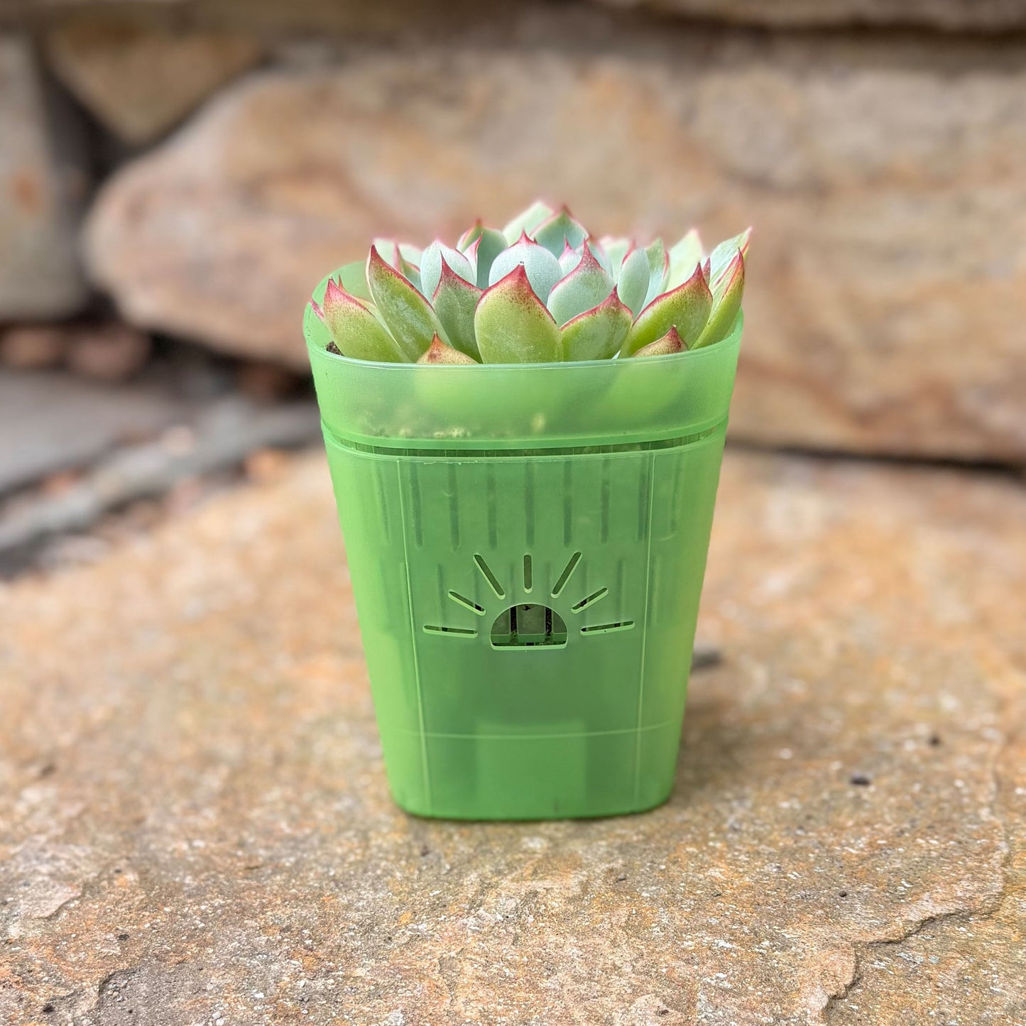 [SKU:3-1PK-Green,3-4PK-Green,3-6PK-Green,3-8PK-Green,3-12PK-Green,3-18PK-Green,SAMPLER-1PK-Green,PSK-1PK-PLUS-Green,PSK-2PK-PLUS-Green,PSK-1PK-Green,PSK-2PK-Green]