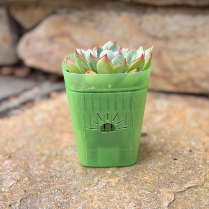 [SKU:3-1PK-Green,3-4PK-Green,3-6PK-Green,3-8PK-Green,3-12PK-Green,3-18PK-Green,SAMPLER-1PK-Green,PSK-1PK-PLUS-Green,PSK-2PK-PLUS-Green,PSK-1PK-Green,PSK-2PK-Green]