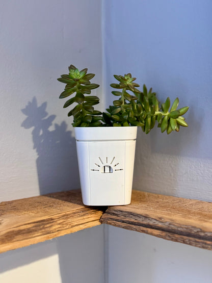 3 plant pot Classic Earth Planter – Naked Root