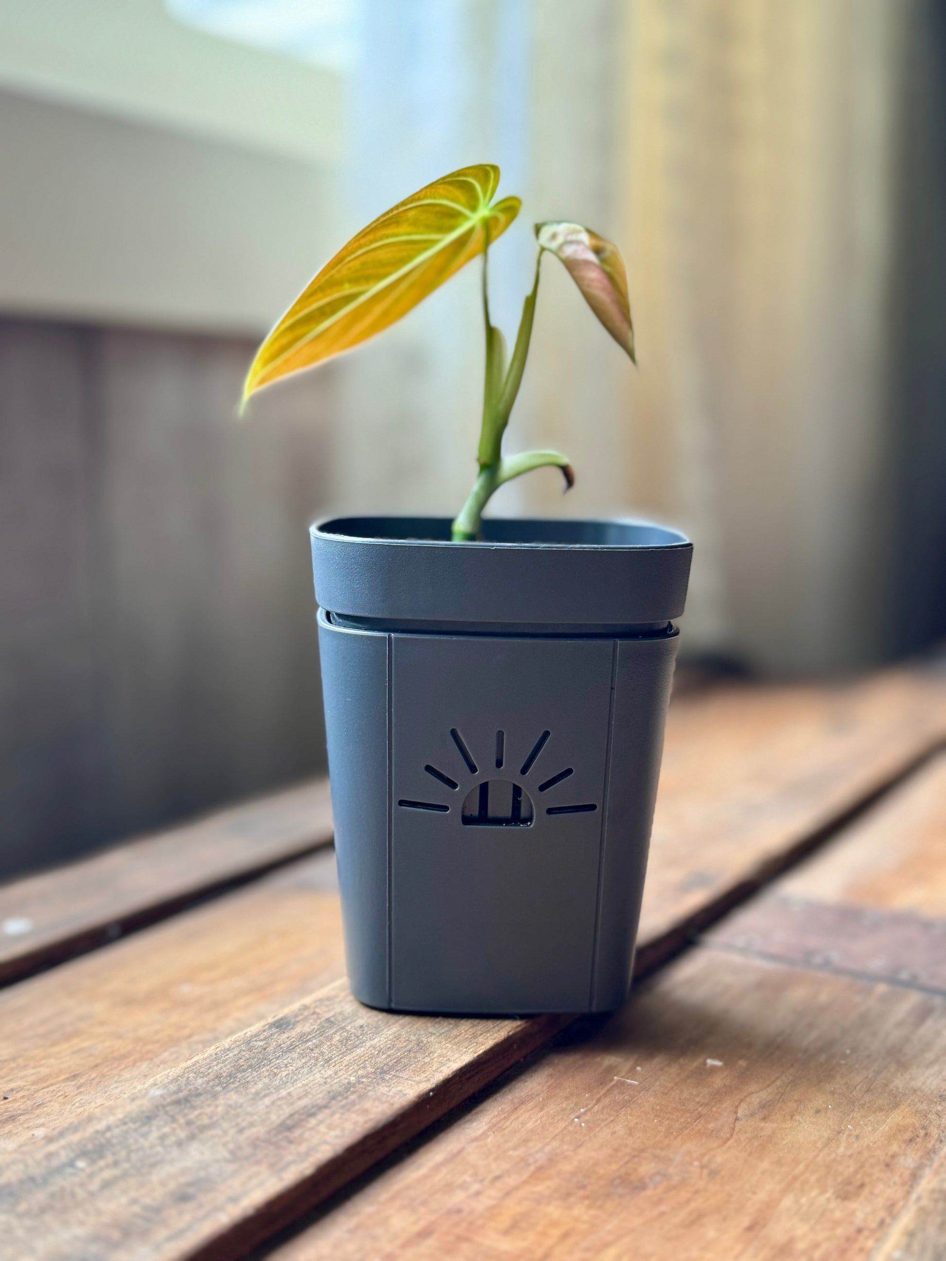 raw earth plant stand pot Naked Root Indoor Planter Small 3-Inch Air Root Pruning - Air Pruning Pot