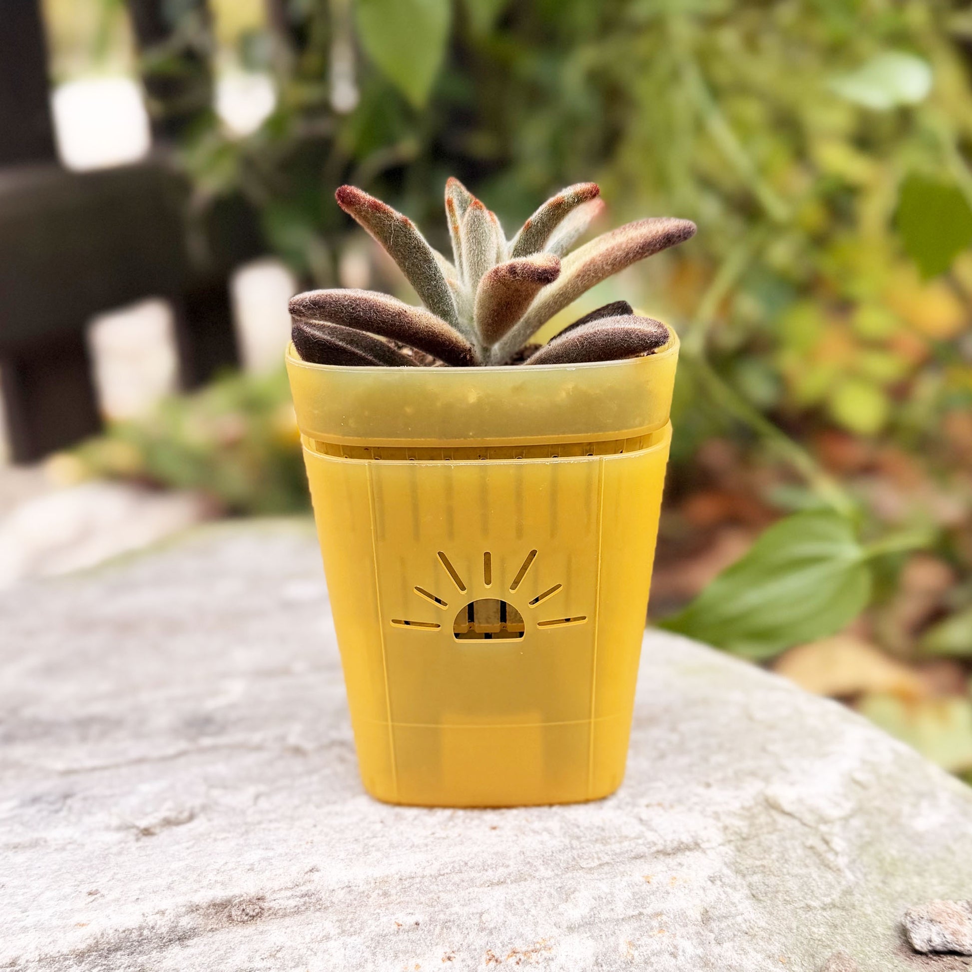 [SKU:3-1PK-Yellow,3-4PK-Yellow,3-6PK-Yellow,3-8PK-Yellow,3-12PK-Yellow,3-18PK-Yellow,SAMPLER-1PK-Yellow,PSK-1PK-PLUS-Yellow,PSK-2PK-PLUS-Yellow,PSK-1PK-Yellow,PSK-2PK-Yellow]