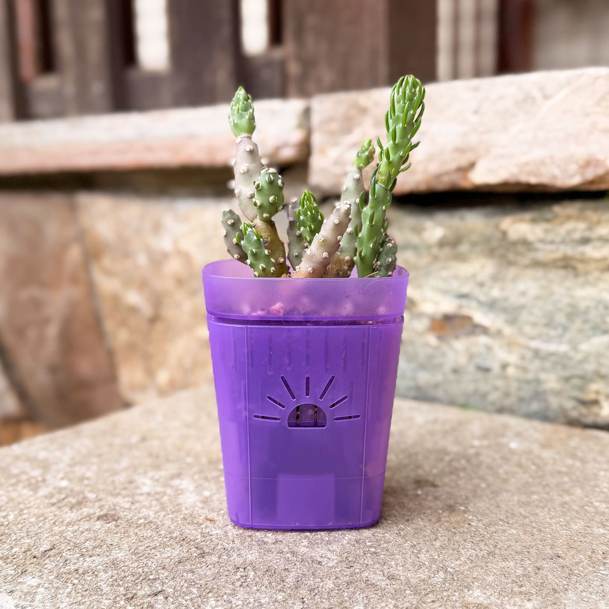 mini plant pot naked ramblers Naked Root Cinnamon Bark Planter Sampler KIT