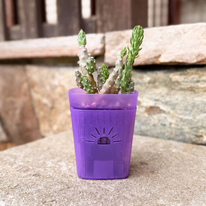 [SKU:3-1PK-Violet,3-4PK-Violet,3-6PK-Violet,3-8PK-Violet,3-12PK-Violet,3-18PK-Violet,SAMPLER-1PK-Violet,PSK-1PK-PLUS-Violet,PSK-2PK-PLUS-Violet,PSK-1PK-Violet,PSK-2PK-Violet]