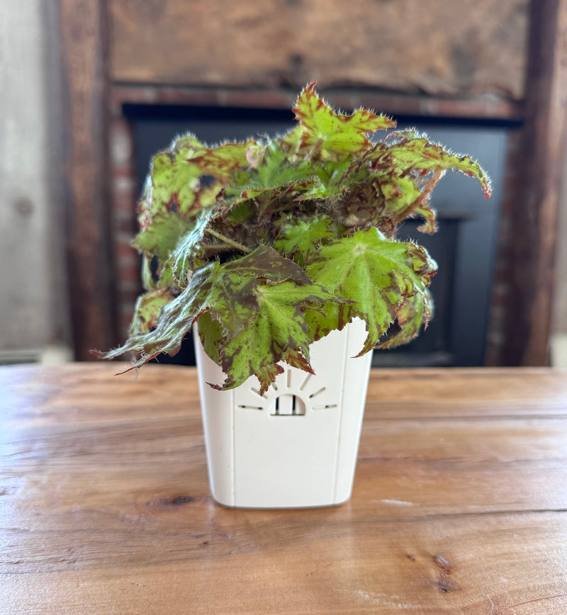 Classic Earth Planter featured image