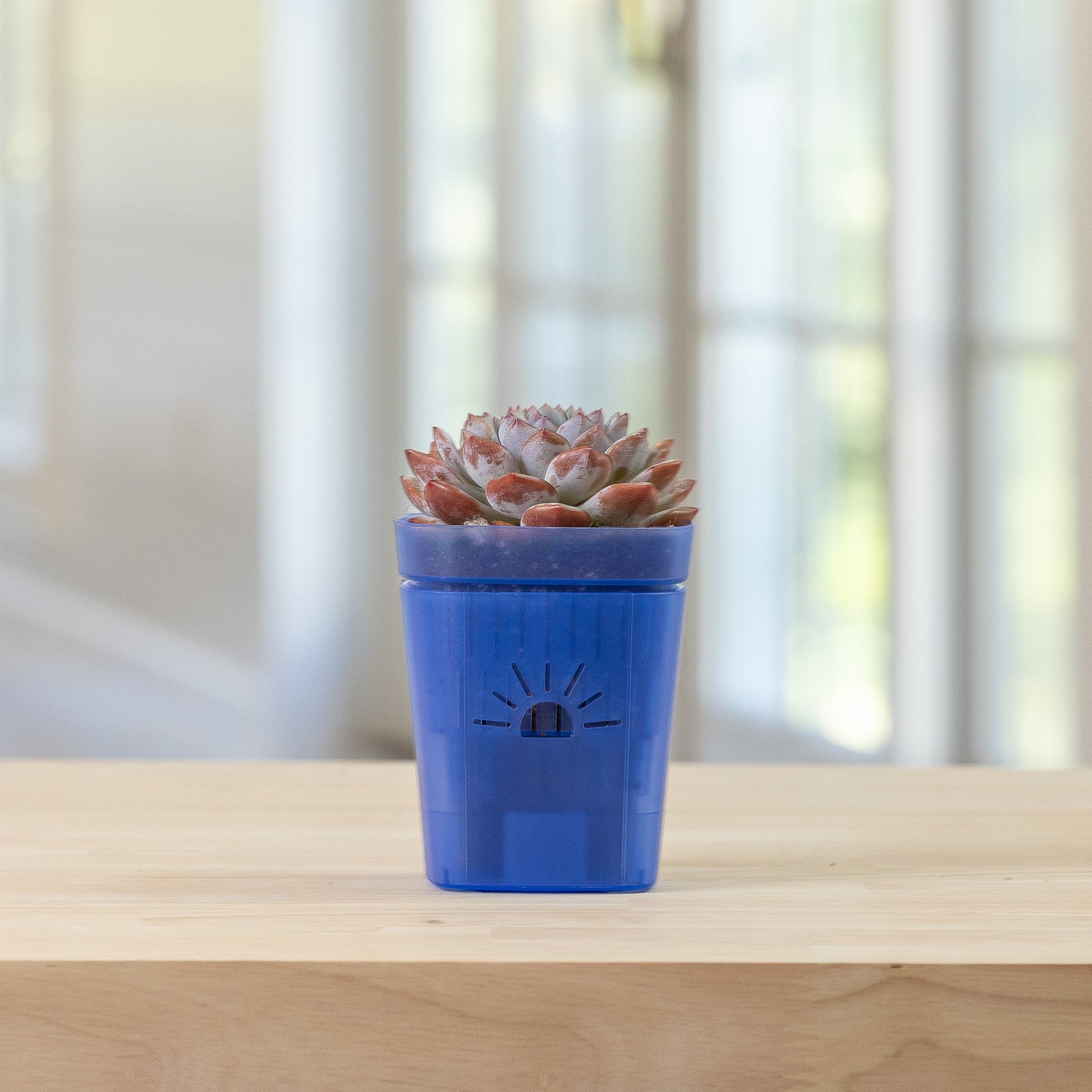 rainbow plant pot Naked Root 8 Inch Self Watering Planter Rainbow Kit