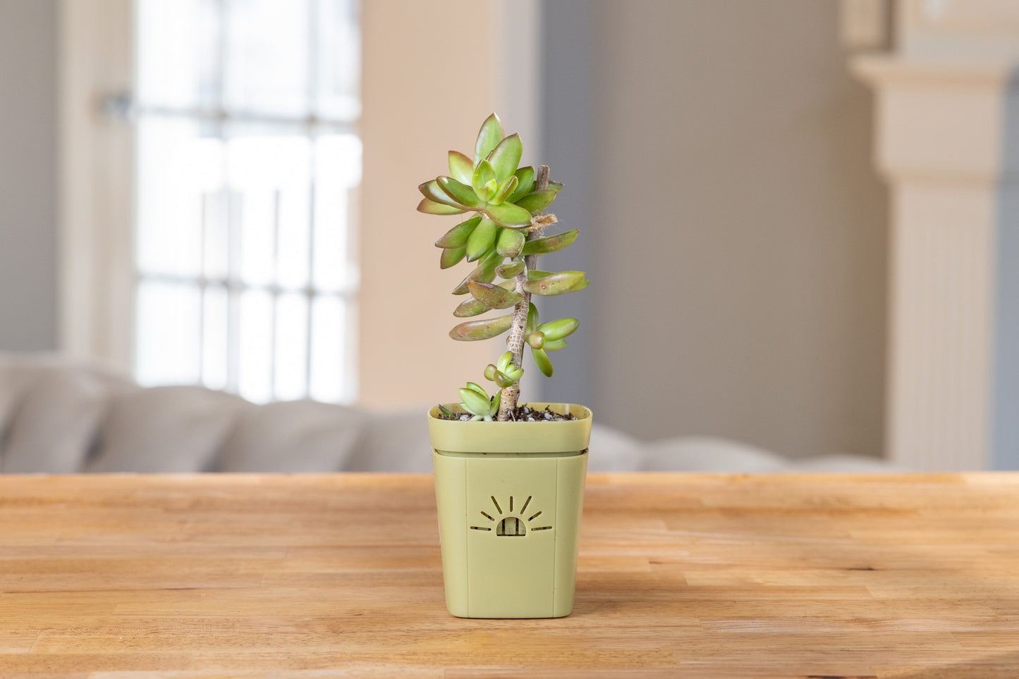 [SKU:3-1PK-Forest-Fern,3-6PK-Forest-Fern,3-18PK-Forest-Fern]