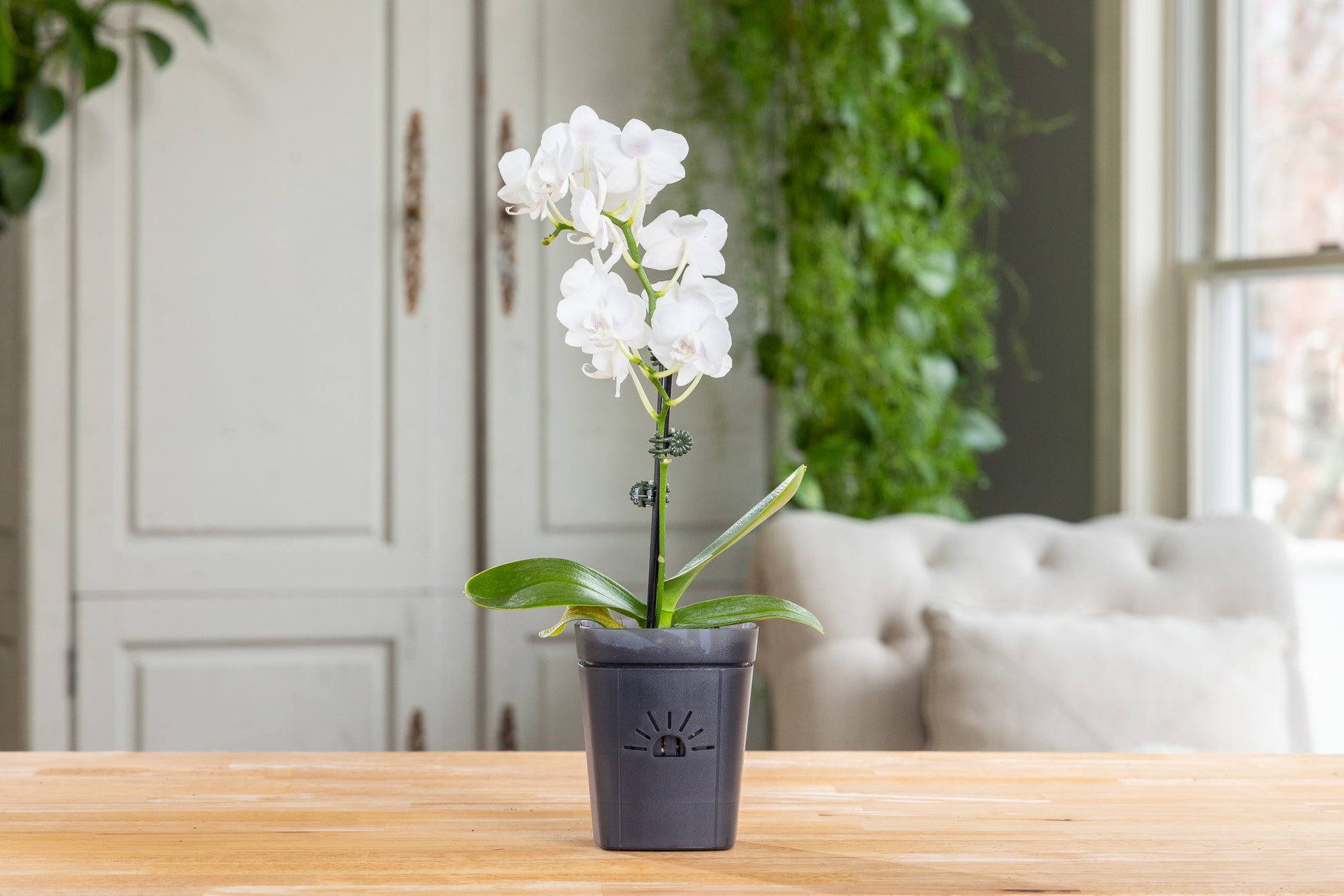 [SKU:PSK-1PK-PLUS-Midnight-Fog,PSK-2PK-PLUS-Midnight-Fog,PSK-1PK-Midnight-Fog,PSK-2PK-Midnight-Fog,SAMPLER-1PK-Midnight-Fog]