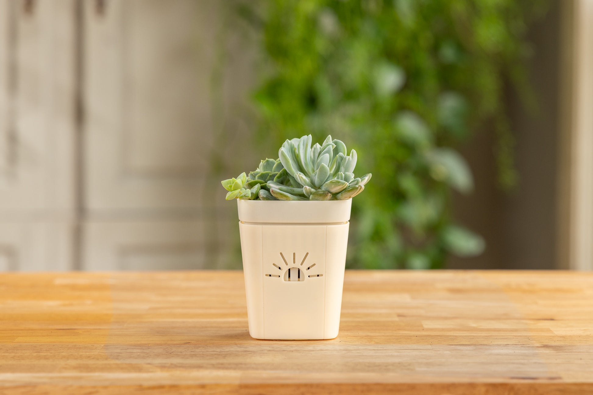 [SKU:PSK-1PK-PLUS-Moon-Glow,PSK-2PK-PLUS-Moon-Glow,PSK-1PK-Moon-Glow,PSK-2PK-Moon-Glow,SAMPLER-1PK-Moon-Glow]