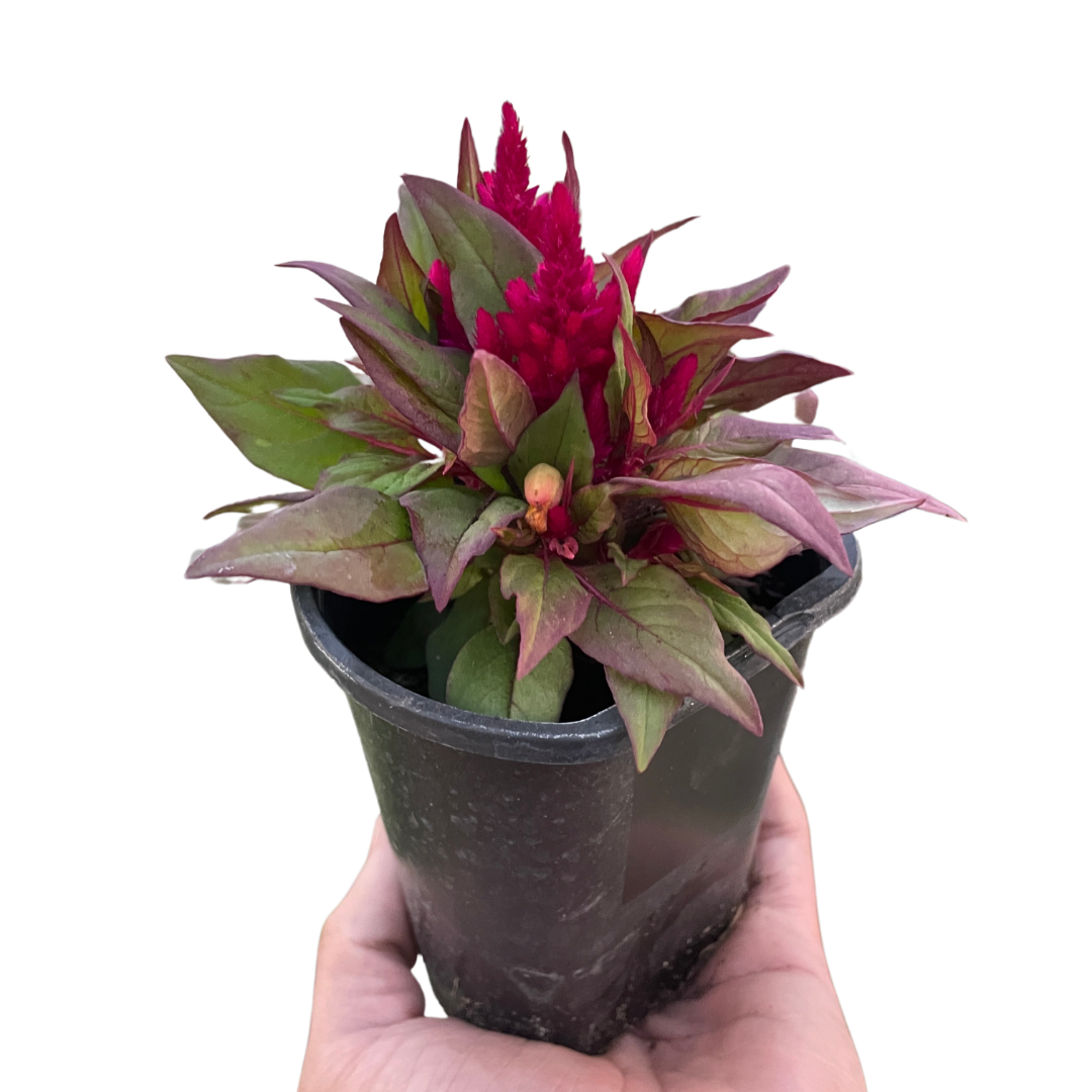 Celosia