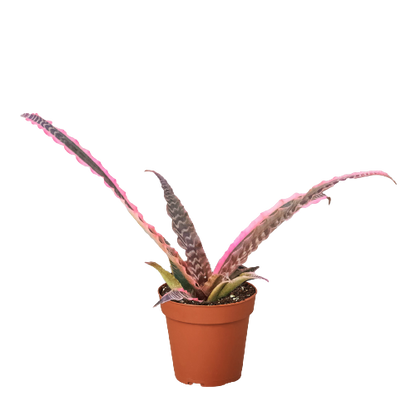 Cryptanthus 'Elaine'