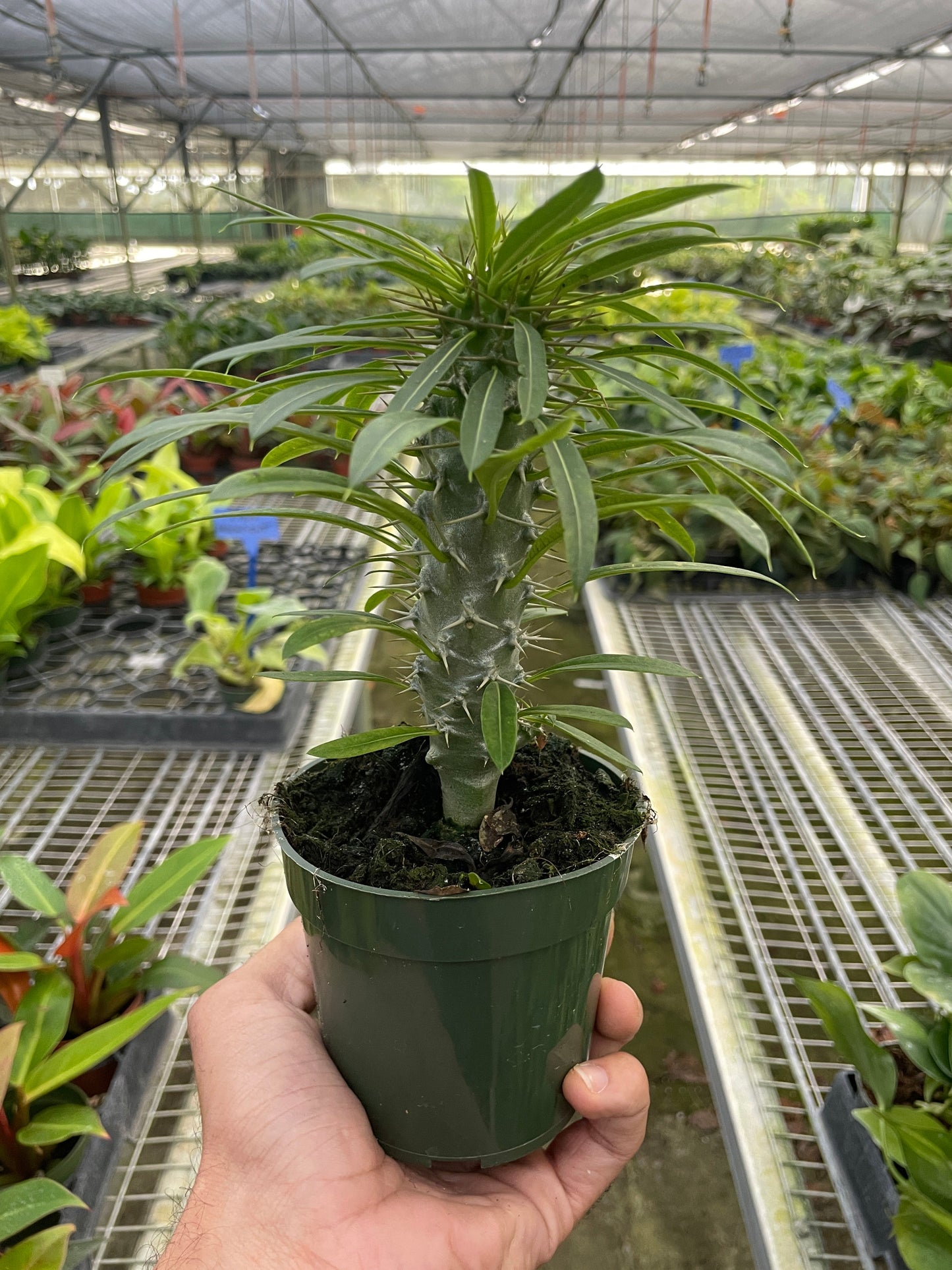 Pachypodium 'lamerei' (Madagascar Palm)