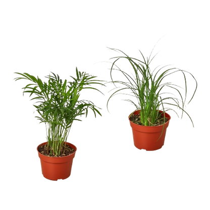 2 Palm Variety Pack / 4" Pots / Live Plant / House Plant