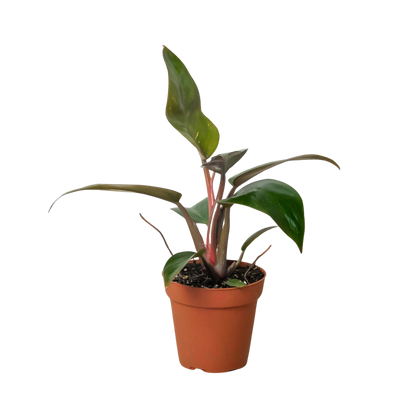 Philodendron 'Birkin Pink'