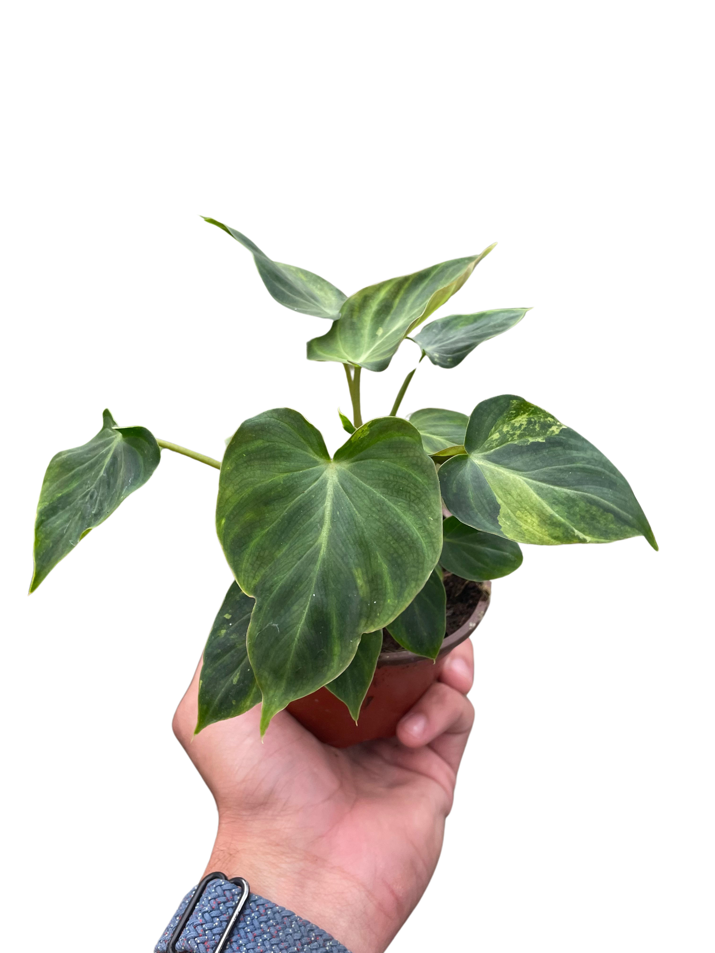 Philodendron 'Verrucosum'