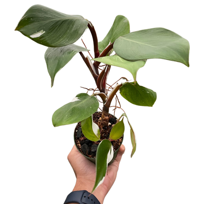 Philodendron 'White Knight'