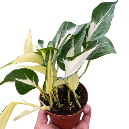 Pothos 'Mutant Manjula'