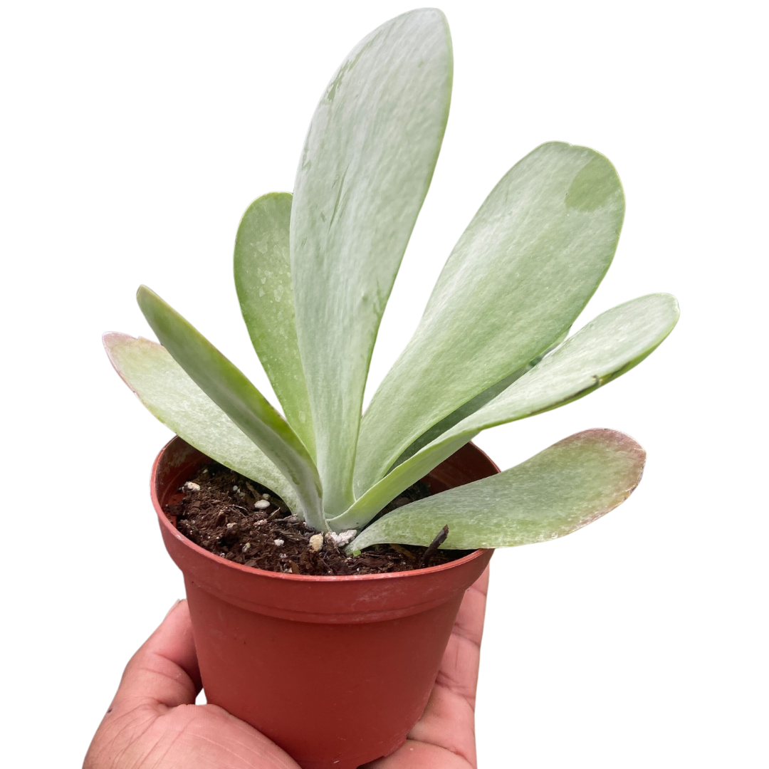 Succulent Kalanchoe 'Flap Jack'