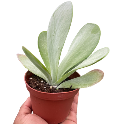 Succulent Kalanchoe 'Flap Jack'