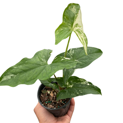 Syngonium 'Albo Variegata'