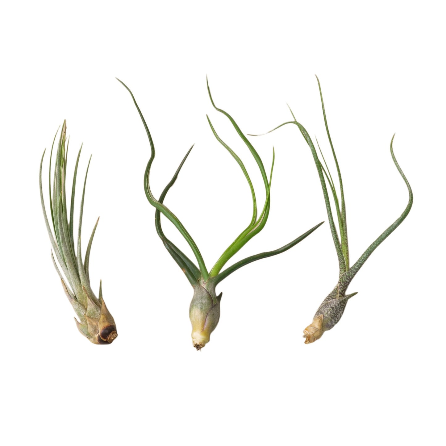 3 Large Tillandsia Air Plant Variety Pack