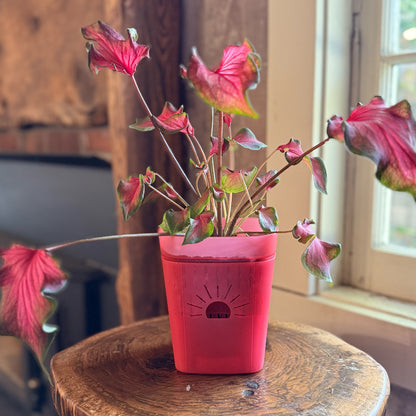 [SKU:5-1PK-Rose,5-4PK-Rose,5-6PK-Rose,5-8PK-Rose,5-12PK-Rose,5-18PK-Rose,SAMPLER-1PK-Rose,PSK-1PK-PLUS-Rose,PSK-2PK-PLUS-Rose,PSK-1PK-Rose,PSK-2PK-Rose]