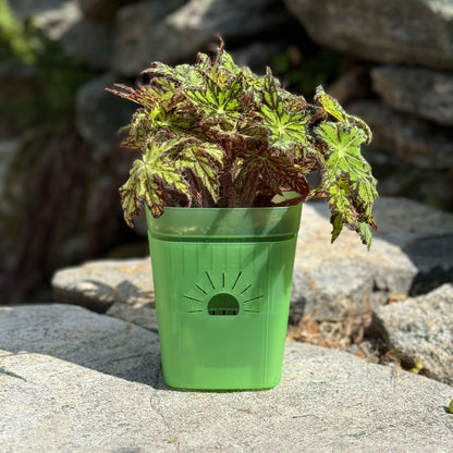 [SKU:5-1PK-Green,5-4PK-Green,5-6PK-Green,5-8PK-Green,5-12PK-Green,5-18PK-Green,SAMPLER-1PK-Green,PSK-1PK-PLUS-Green,PSK-2PK-PLUS-Green,PSK-1PK-Green,PSK-2PK-Green]