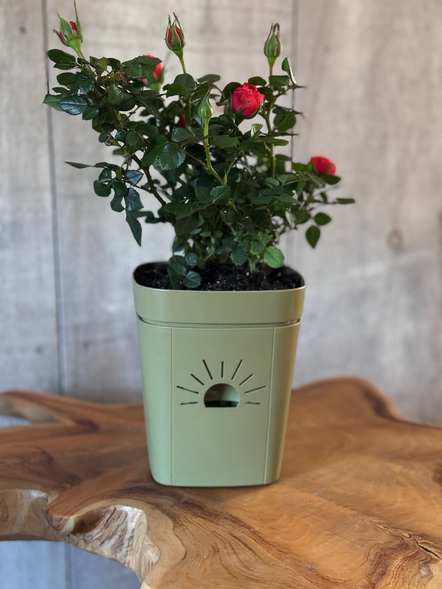 5-Inch "Breathing" Planter