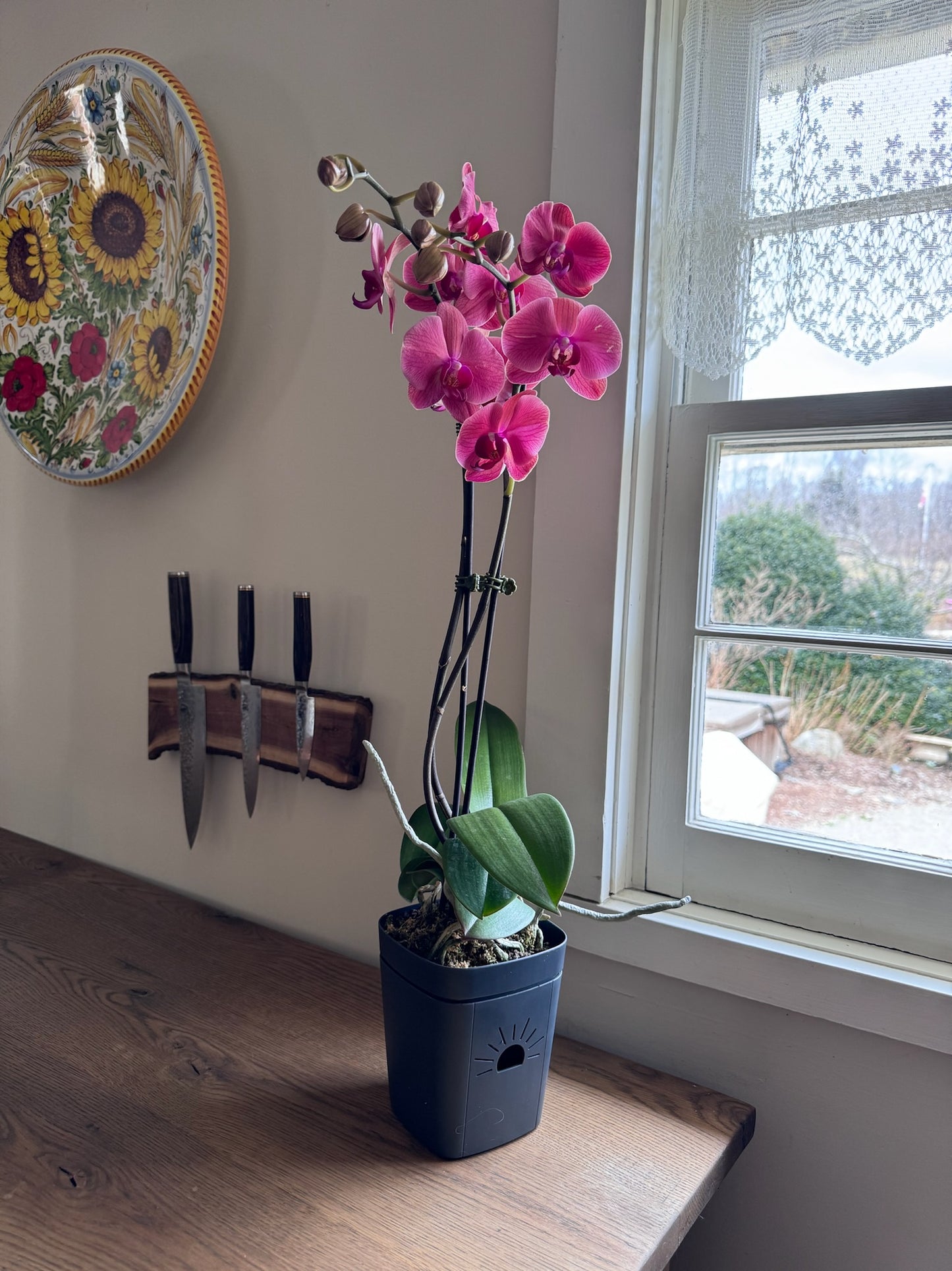 5-Inch "Breathing" Planter