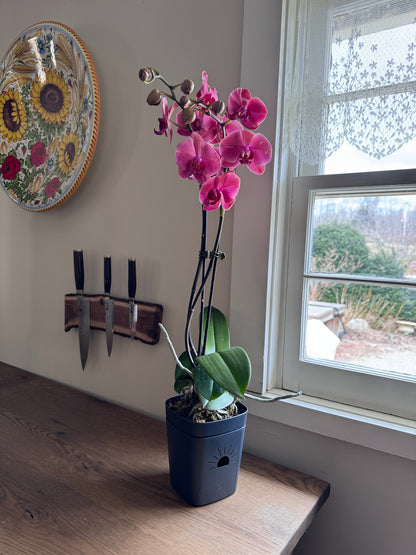 5-Inch "Breathing" Planter