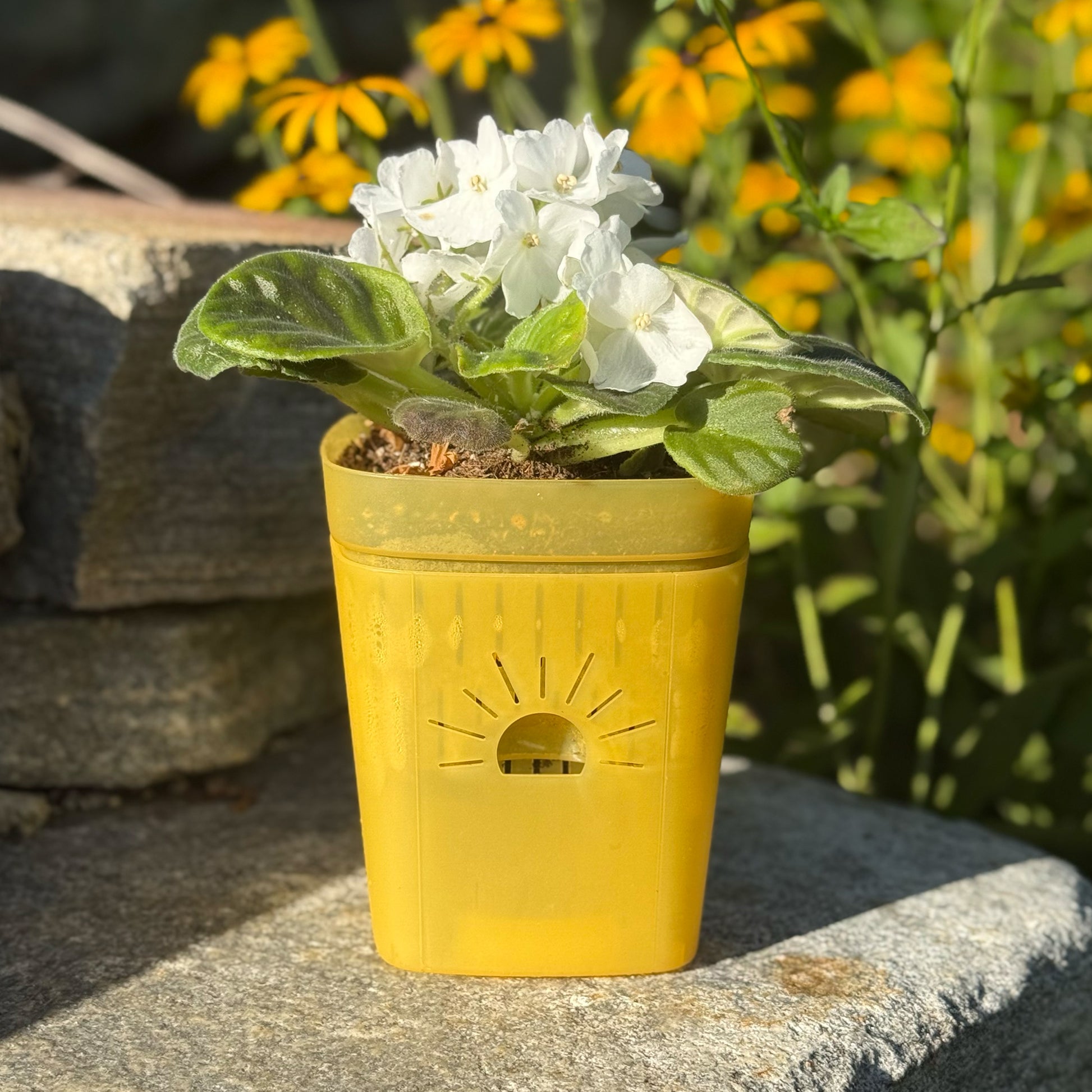 yellow plant pot Naked Root Transparent Root Zone Oxygen Planter Starter Kit (DEMO) 1