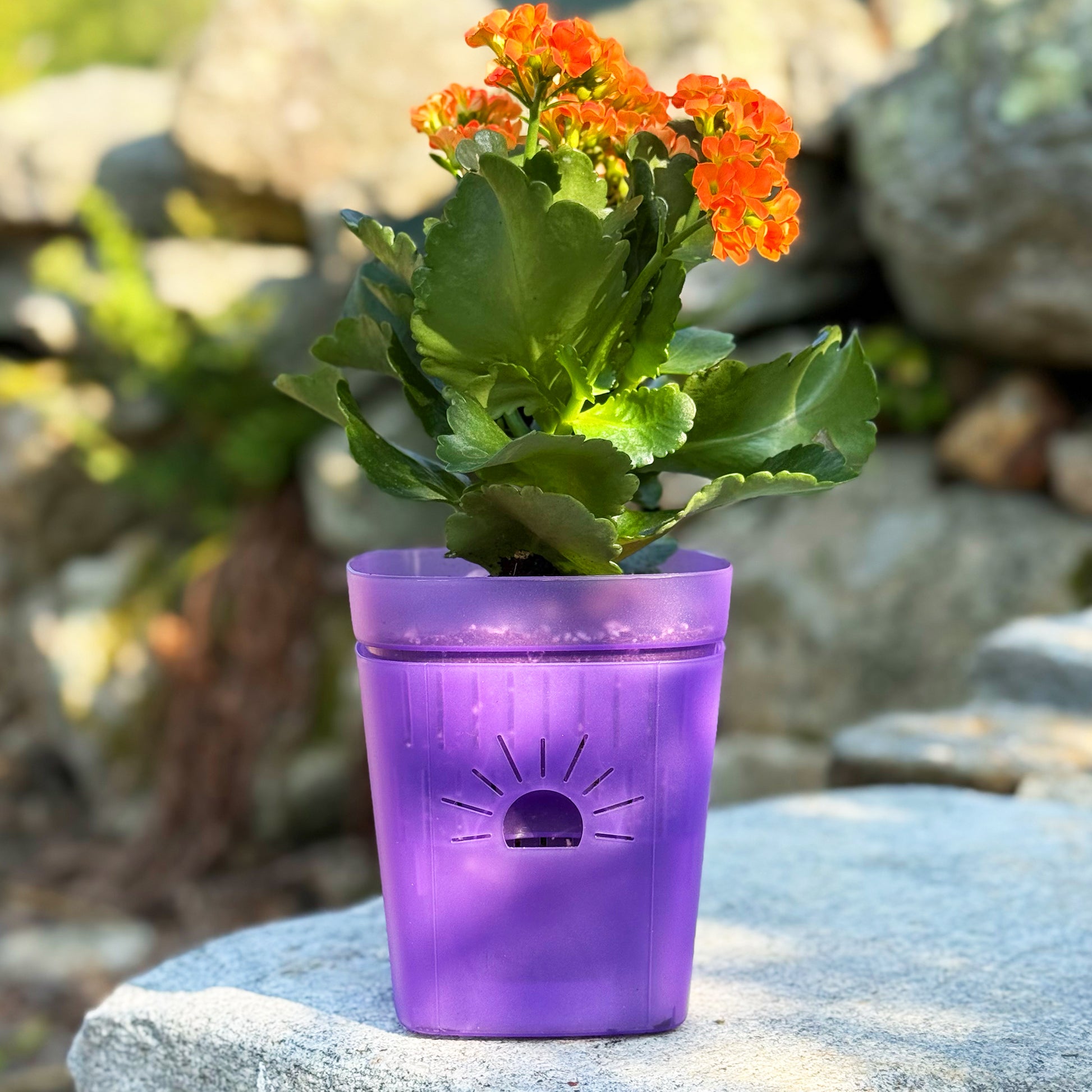 deep root plant pots Naked Root Cinnamon Bark Planter Sampler KIT