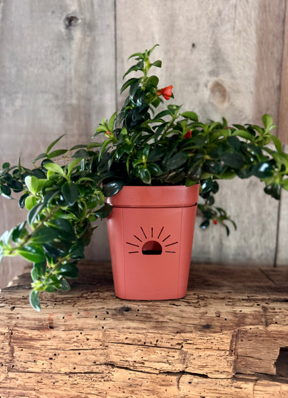 5-Inch "Breathing" Planter