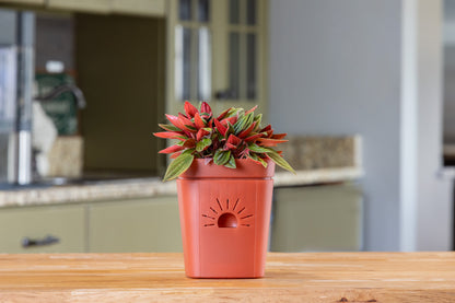 [SKU:5-1PK-Cinnamon-Bark,5-4PK-Cinnamon-Bark,5-12PK-Cinnamon-Bark]