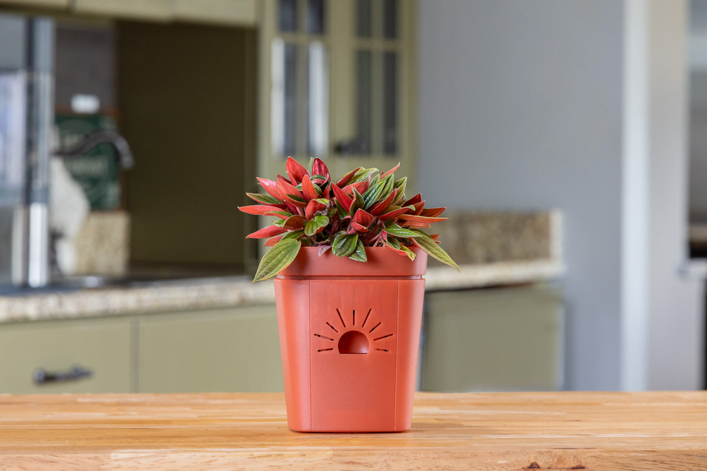 [SKU:PSK-1PK-PLUS-Cinnamon-Bark,PSK-2PK-PLUS-Cinnamon-Bark,PSK-1PK-Cinnamon-Bark,PSK-2PK-Cinnamon-Bark,SAMPLER-1PK-Cinnamon-Bark]